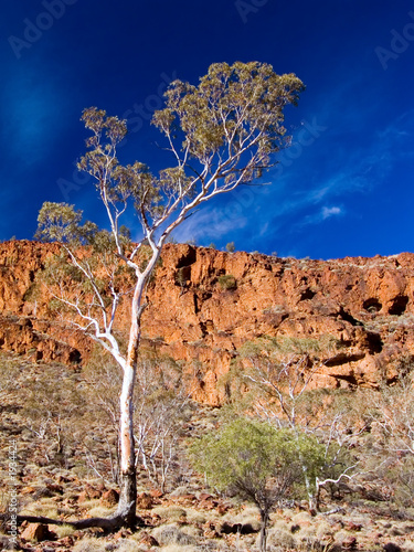 coolibah and cliffs photo
