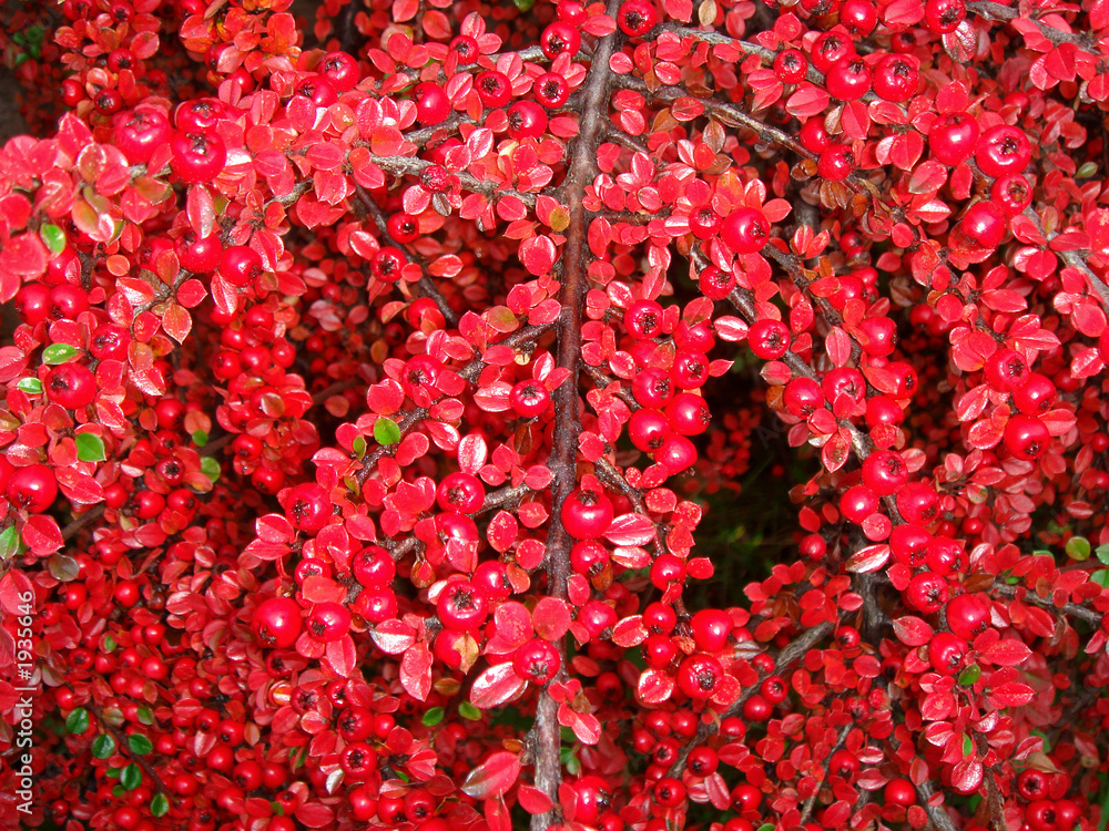 arbuste a boule rouge Photos Adobe Stock