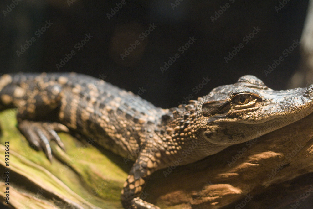 aligator2 aligator2