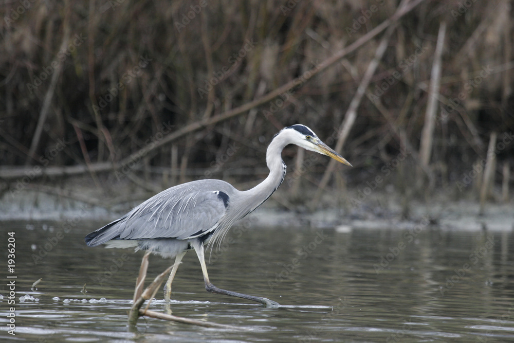 heron cendré heron cendré