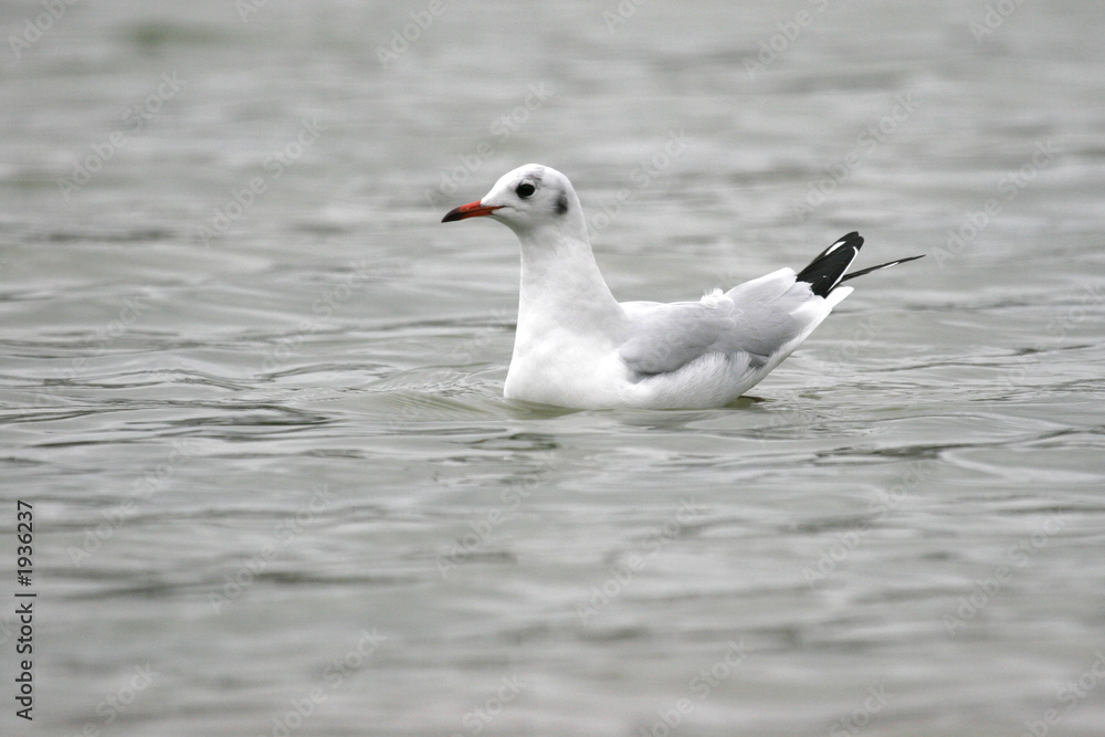 mouette rieuse