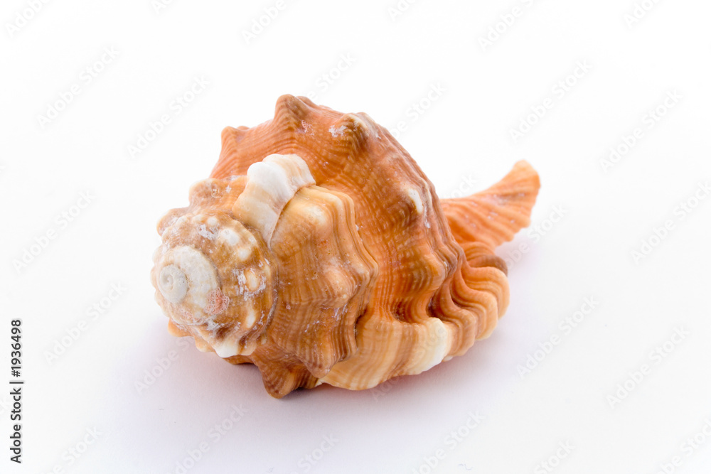spiral cockle-shell isolated on white