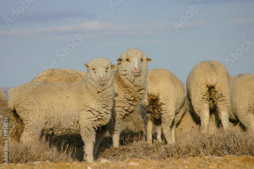 Fototapeta Naklejka Na Ścianę i Meble -  domestic sheep open range