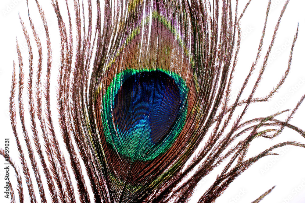 Obraz premium peacock feather