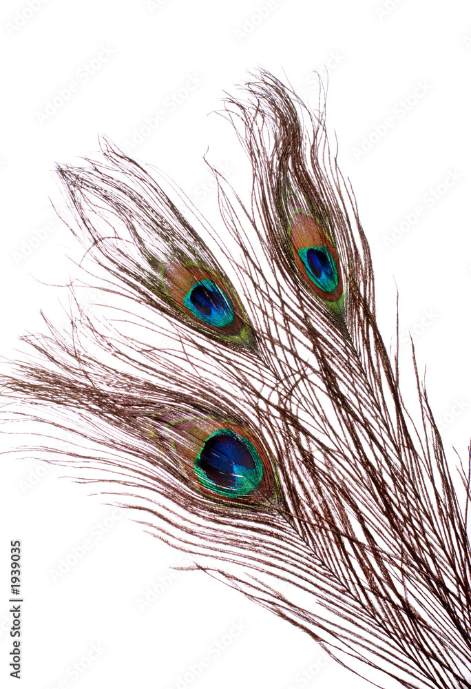 Obraz premium peacock feather