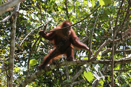 orang outan dans les arbres