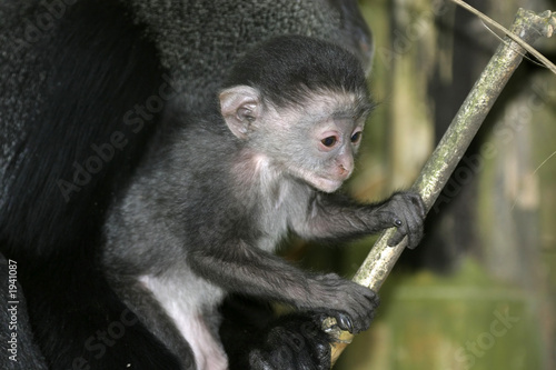 monkey baby © Impala