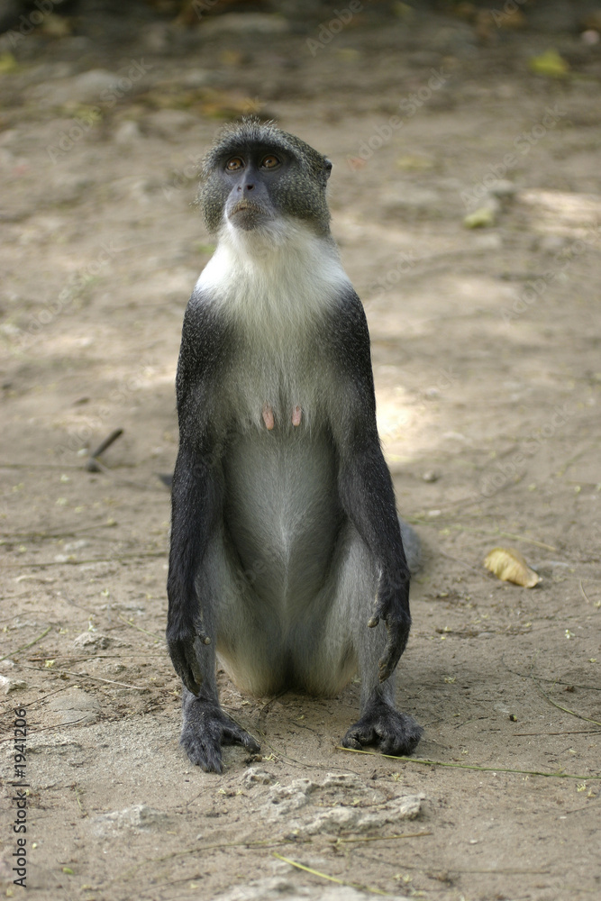 Obraz premium monkey monk