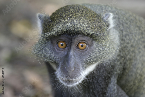 monkey face photo