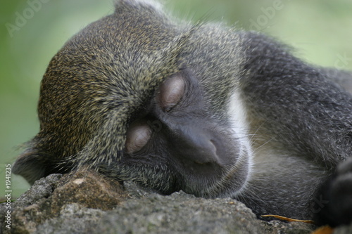 Fototapeta Naklejka Na Ścianę i Meble -  sykes monkey sleeping