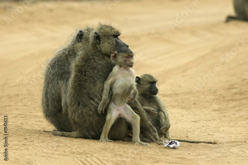 baboons