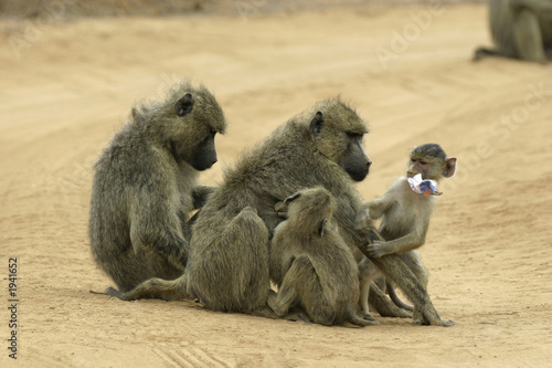 baboon mothers and infants