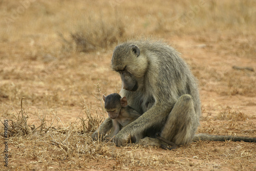 baboon mother and infant © Impala