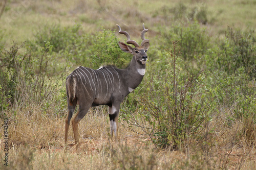 lesser kudu photo