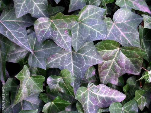english ivy, hedera helix background