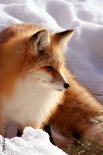 red fox 9 © Lee O'Dell
