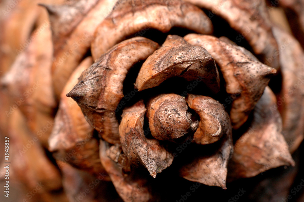 pine cone close up from above pine cone close up from above