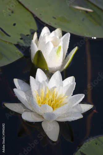 water lily