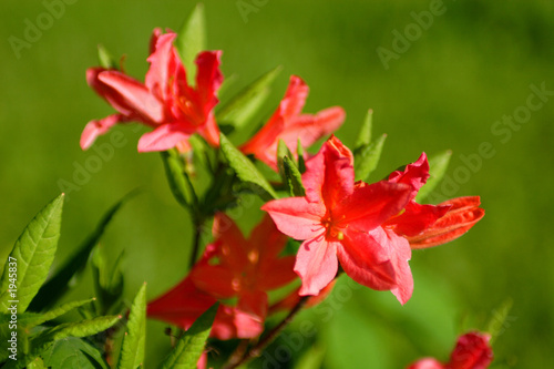 flowers, red flowers