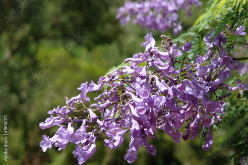 fleur de jacaranda photo