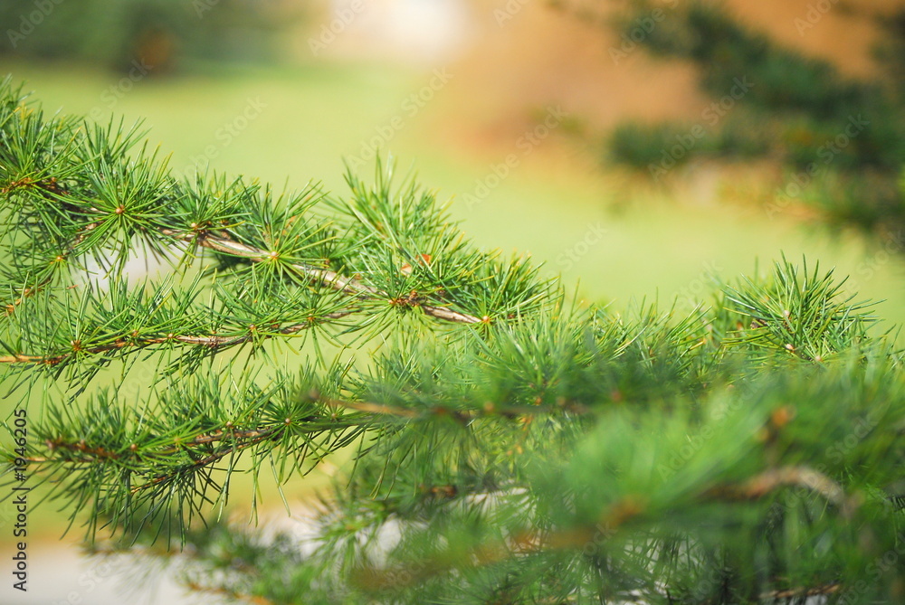 pine needles pine needles