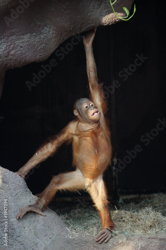 фотографія orangutan, pongo pygmaeus abelii