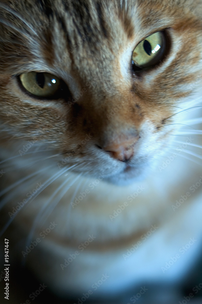 Fototapeta premium portrait de chat