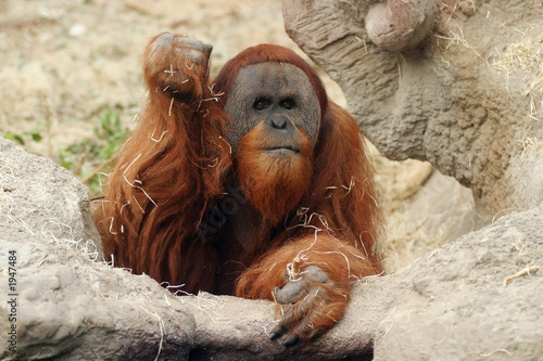 Εκτύπωση καμβά orangutan, pongo pygmaeus abelii
