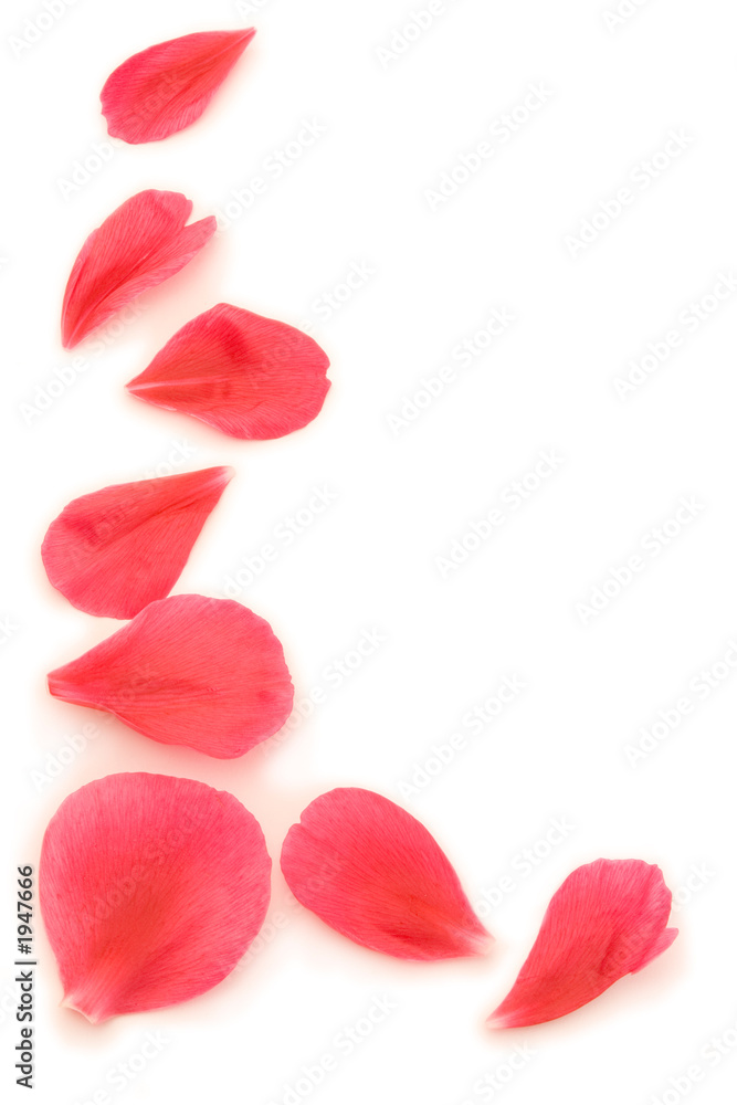 petal surround petal surround