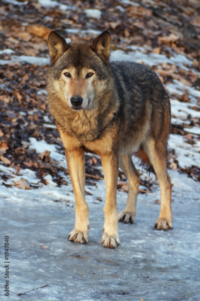 Obraz premium gray wolf in a winter