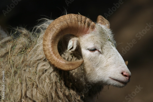 sheep skudde, ram