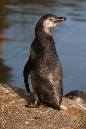 humboldt penguin, sphenicus humboldti