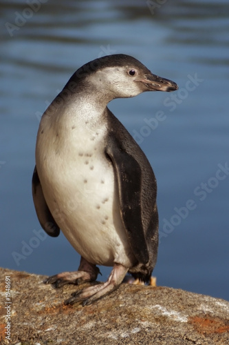 humboldt penguin, sphenicus humboldti photo