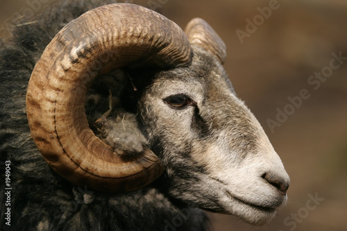 sheep, gotland sheep - ram