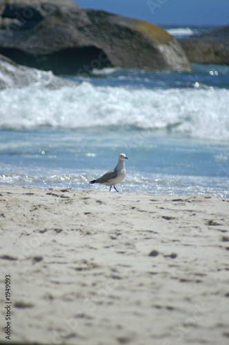 seagull walking on the beach photo