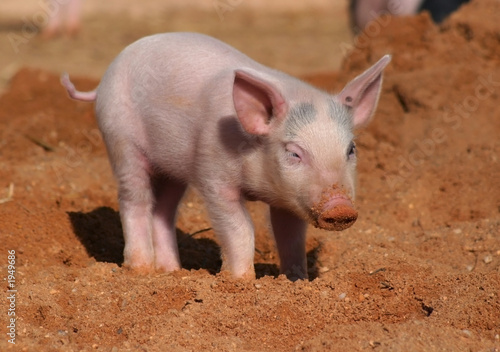 piglet