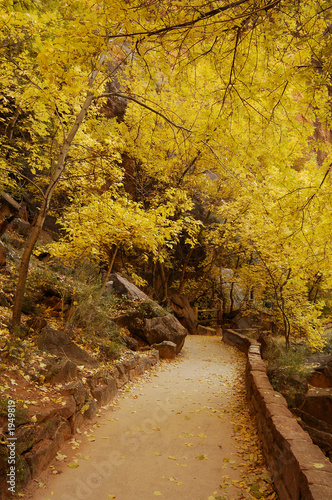 temple of sinawava path in autumn 1 photo