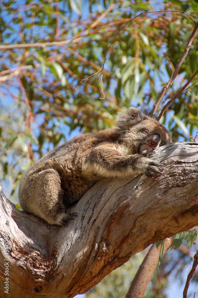 Fototapeta premium sleeping koala (2)