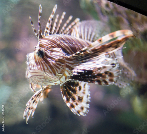 lionfish