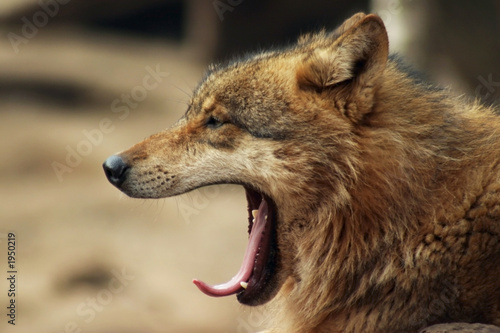 gray wolf