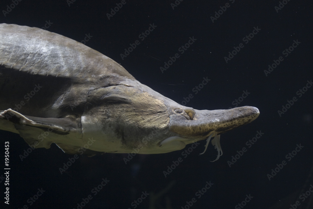 Naklejka premium aquarium animal