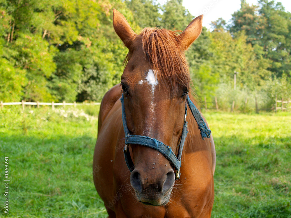 Obraz premium horse in meadow