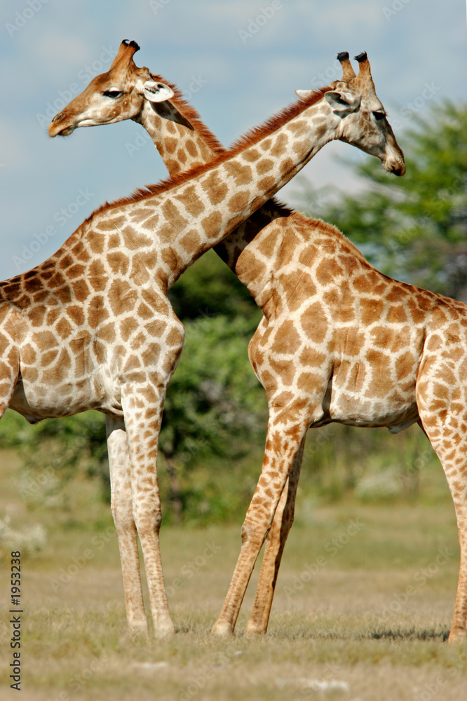 Obraz premium giraffes