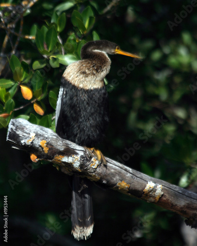 anhinga in tree2 photo