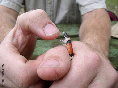 louisiana milksnake biting