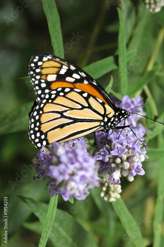 monarch on butterfly bush