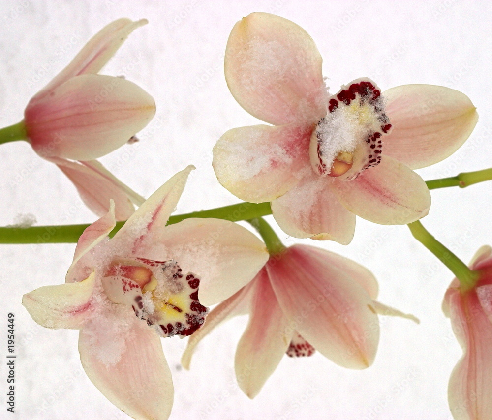 white orchids white orchids