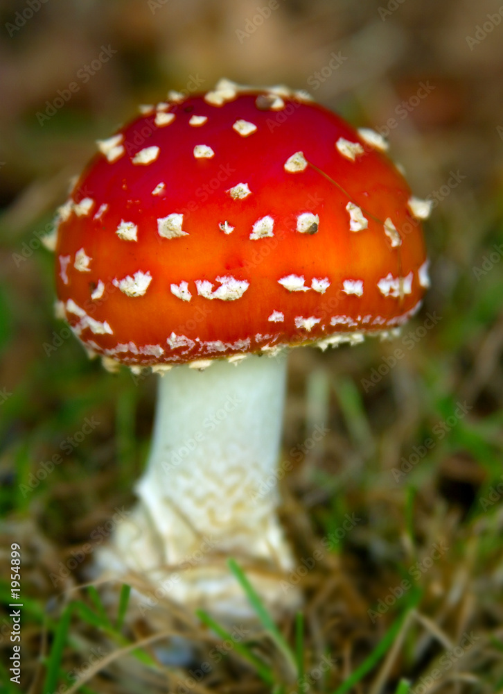 toadstool toadstool