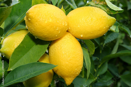 lemon tree branch