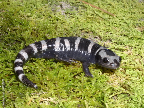marbled salamander